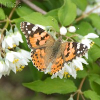 Painted Lady